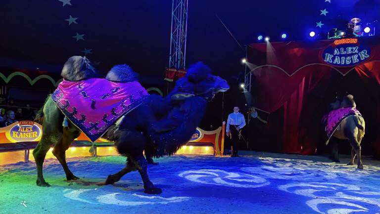 Programm 2025 Mauthausen – Aufnahme aus der Circus-Fotogalerie